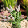 Monadenium stapelioides