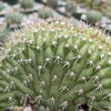 Trichocereus thelegonus Cristata