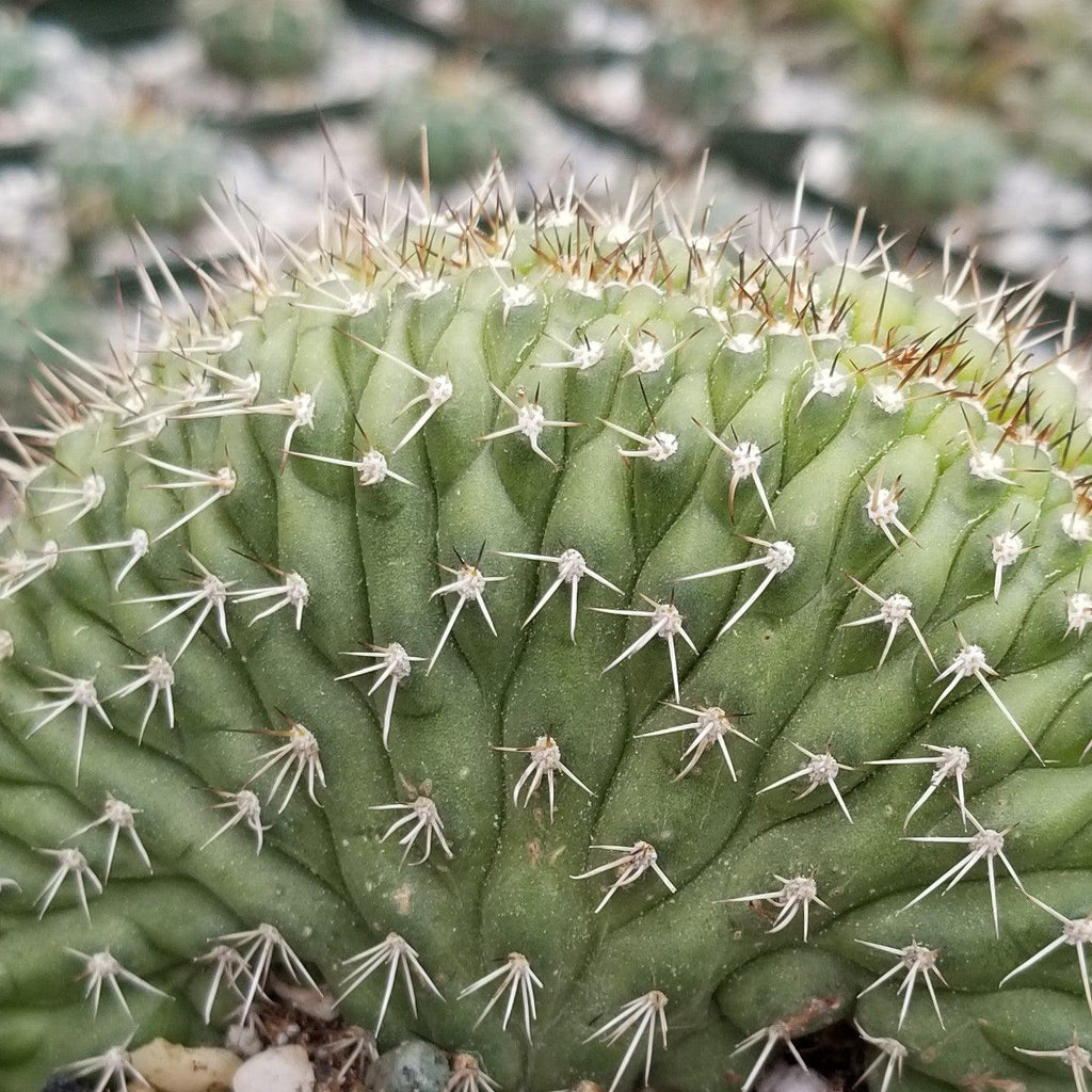 Trichocereus thelegonus Cristata