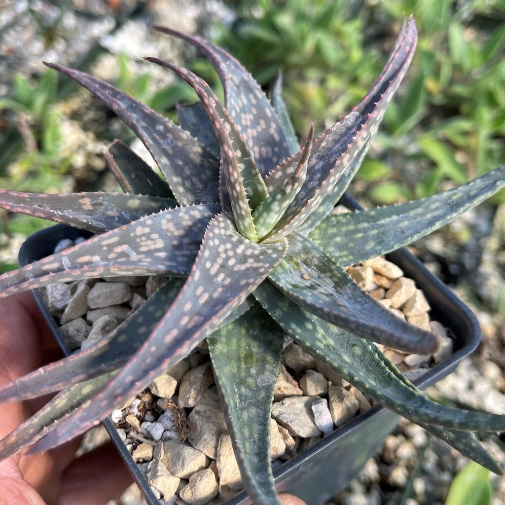 Aloe pictifolia