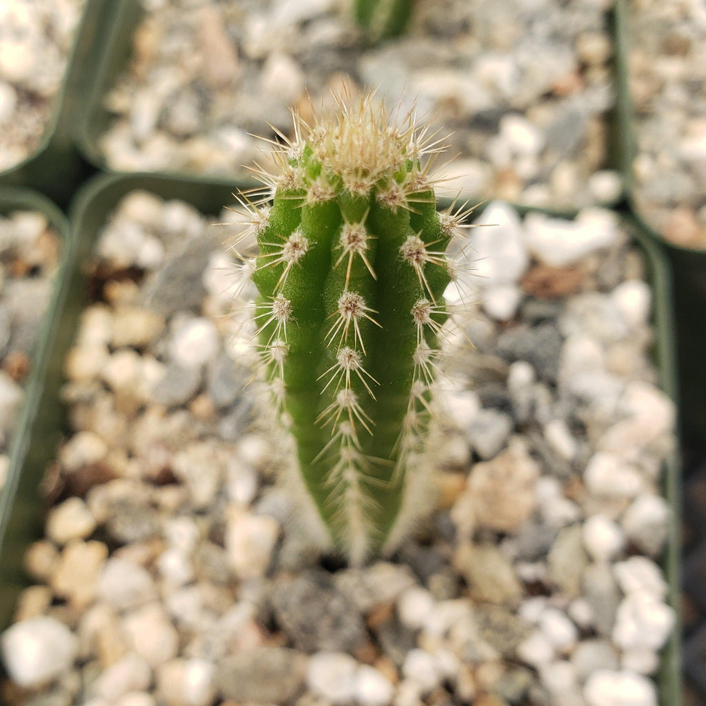 Yungasocereus inquisivensis