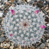 Mammillaria albata