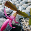 Schlumbergera bridgesii christmas cactus 3 cuttings