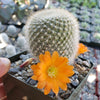 Rebutia muscula