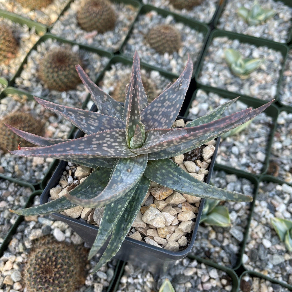 Aloe pictifolia