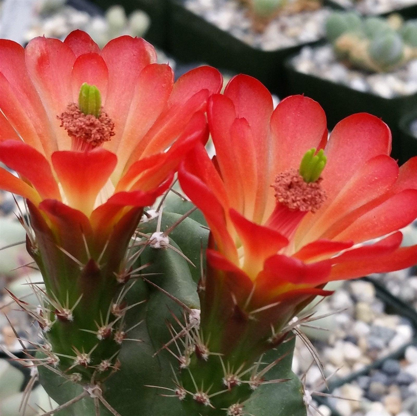 types of cactus with red flowers Shop 'Claret cup Cactus - Echinocereus triglochidiatus' Care and Growing Guide