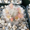 Mammillaria bocasana v. multilanata