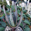 Aloe capitata quartziticola