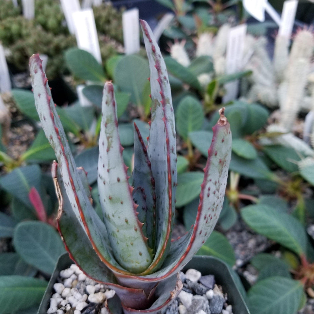 Aloe capitata quartziticola