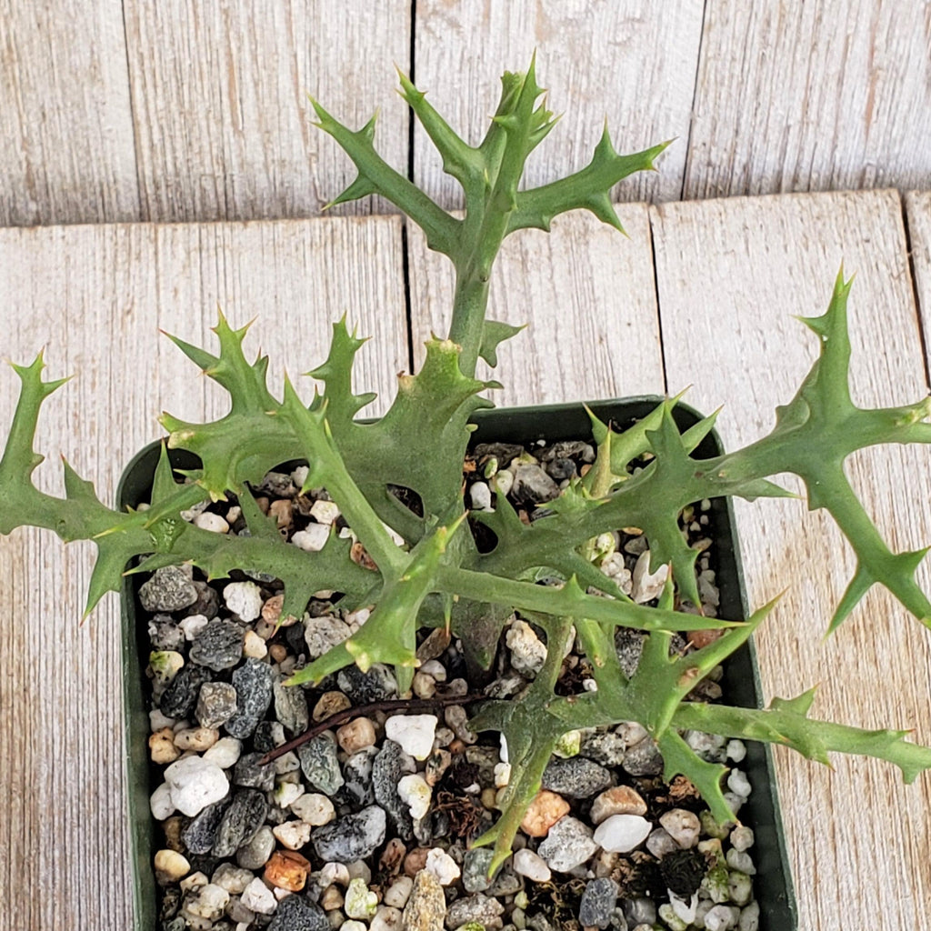 Euphorbia stenoclada