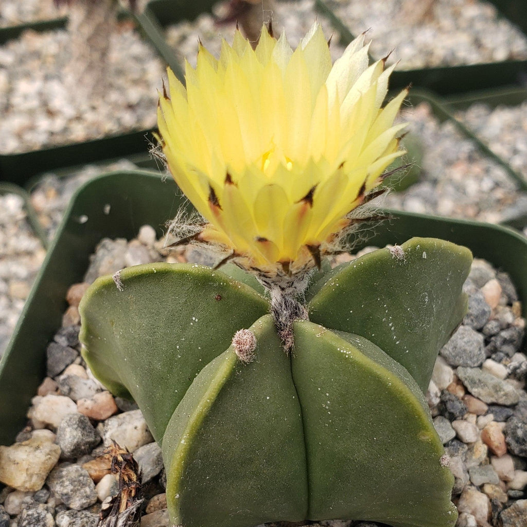 Astrophytum myriostigma var. nudum