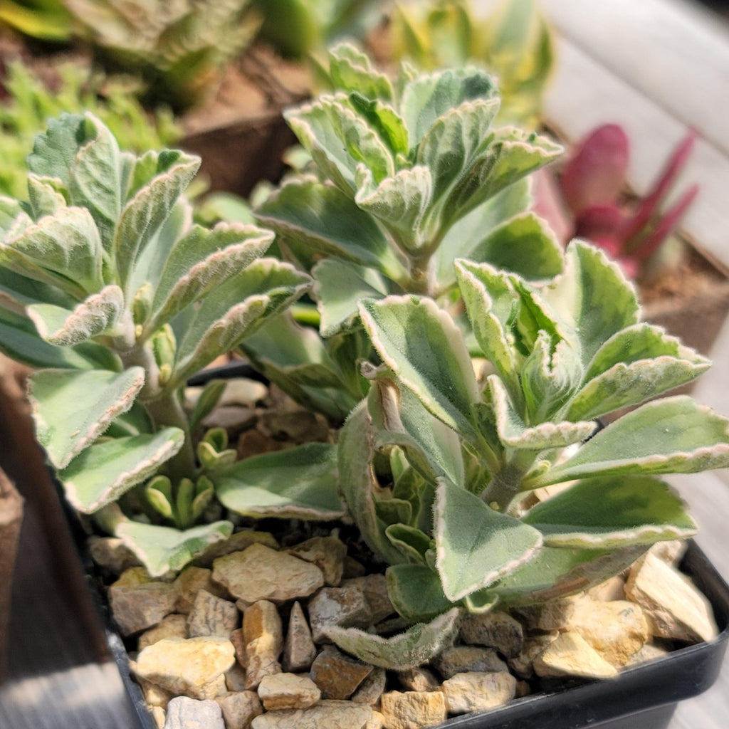 Plectranthus neochilus variegata