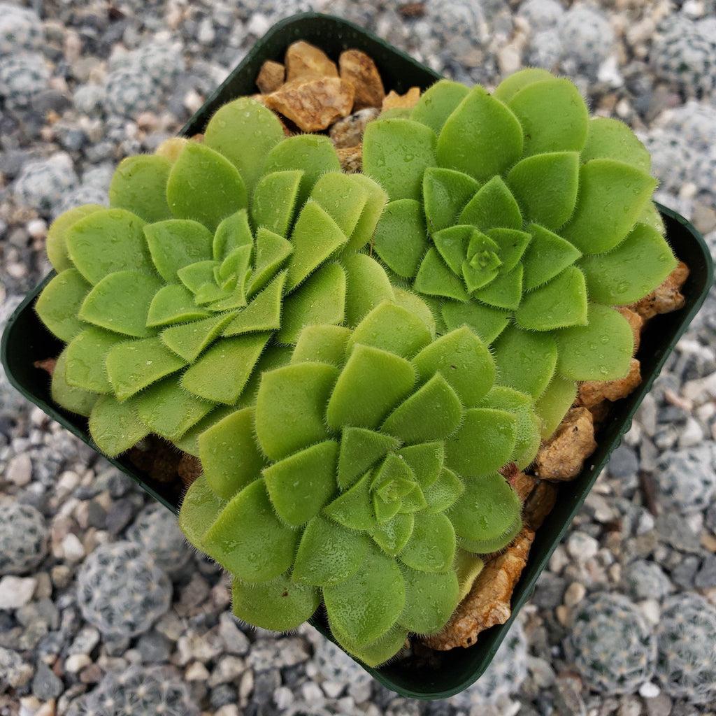Aeonium pseudotabuliforme Green Platters