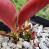 Monadenium spectabile