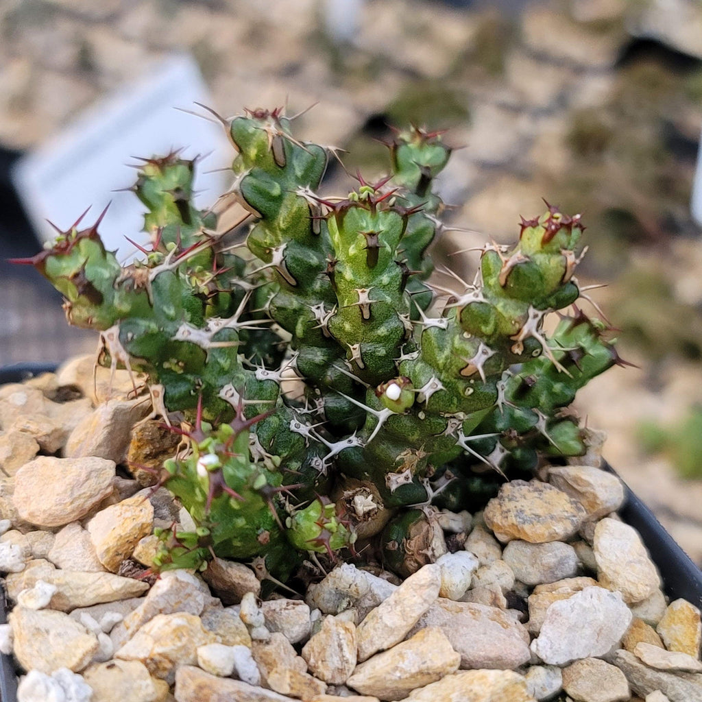 Euphorbia lenewtonii