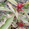 Euphorbia milii Crown of Thorns Variegated