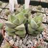 Crassula Moonglow