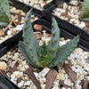 Aloe marlothii