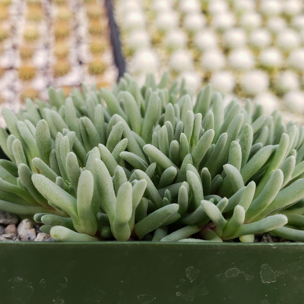 Delosperma sphalmanthoides