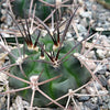 Gymnocalycium schickendantzii