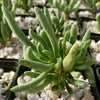 Othonna clavifolia