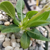 Pachypodium brevicaule