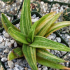 Gasteraloe variegata