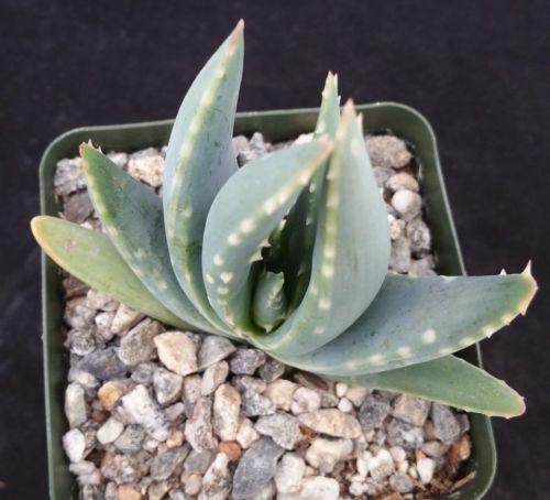 Aloe longistyla