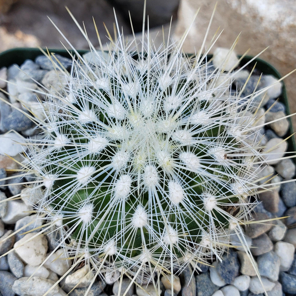 Thelocactus macdowellii