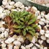 Haworthia parksiana