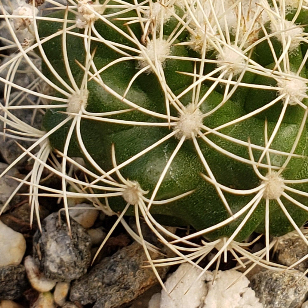 Discocactus arneispinus