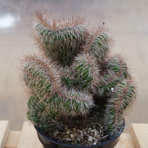 Stenocereus hollianus cristata