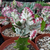 Grafted Euphorbia lactea crest