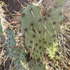 Opuntia engelmannii Pad cutting