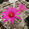 Mammillaria guelzowiana