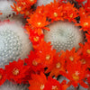 Rebutia albipilosa