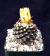 Copiapoa tenuissima