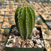 Golden Saguaro ‘Neobuxbaumia polylopha’