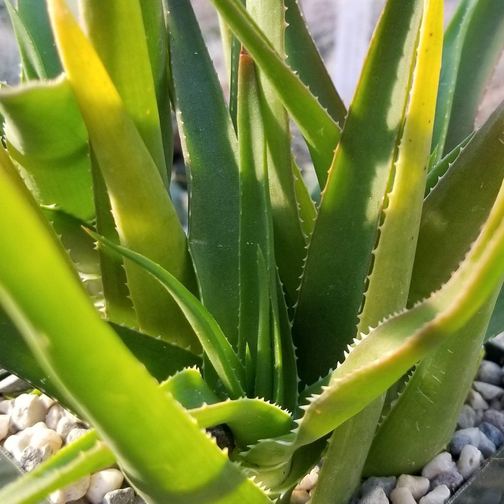 Climbing Aloe – Aloe ciliaris
