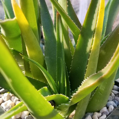 Aloe ciliaris climbing
