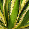 Quadricolor Century Plant ‘Agave Quadricolor’