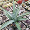 Agave nussaviorum Large