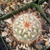 Mammillaria moelleriana