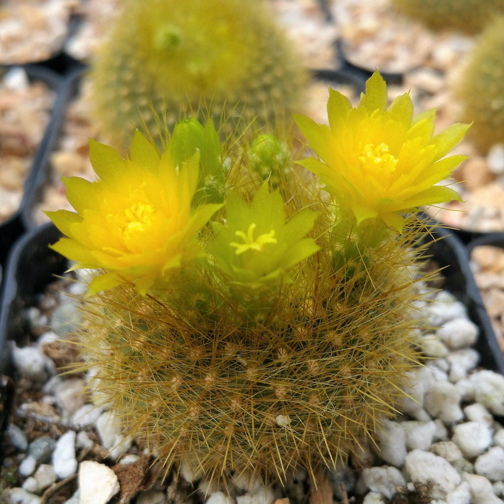 Notocactus graessneri flaviflorus