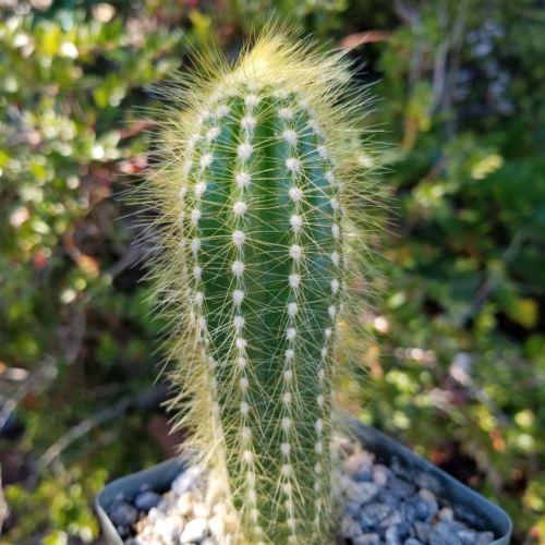 Pilosocereus tillianus