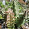 Huernia saudi arabica