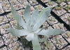 Giant Chalk Dudleya ‘Dudleya brittonii’