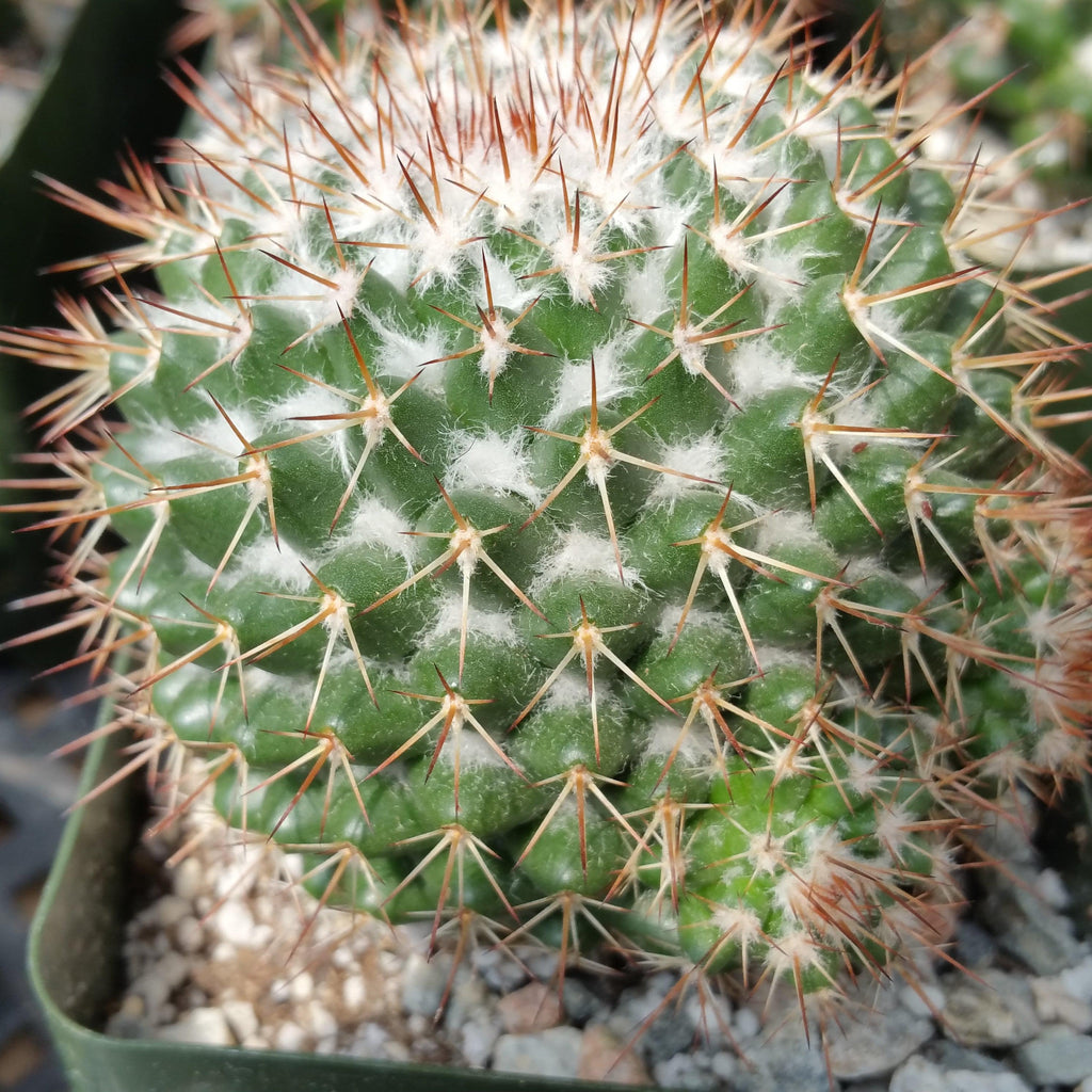 Mammillaria scrippsiana
