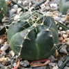 Echinocereus knippelanius orcutt