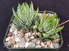 Zebra Wart ‘Haworthia reinwardtii’